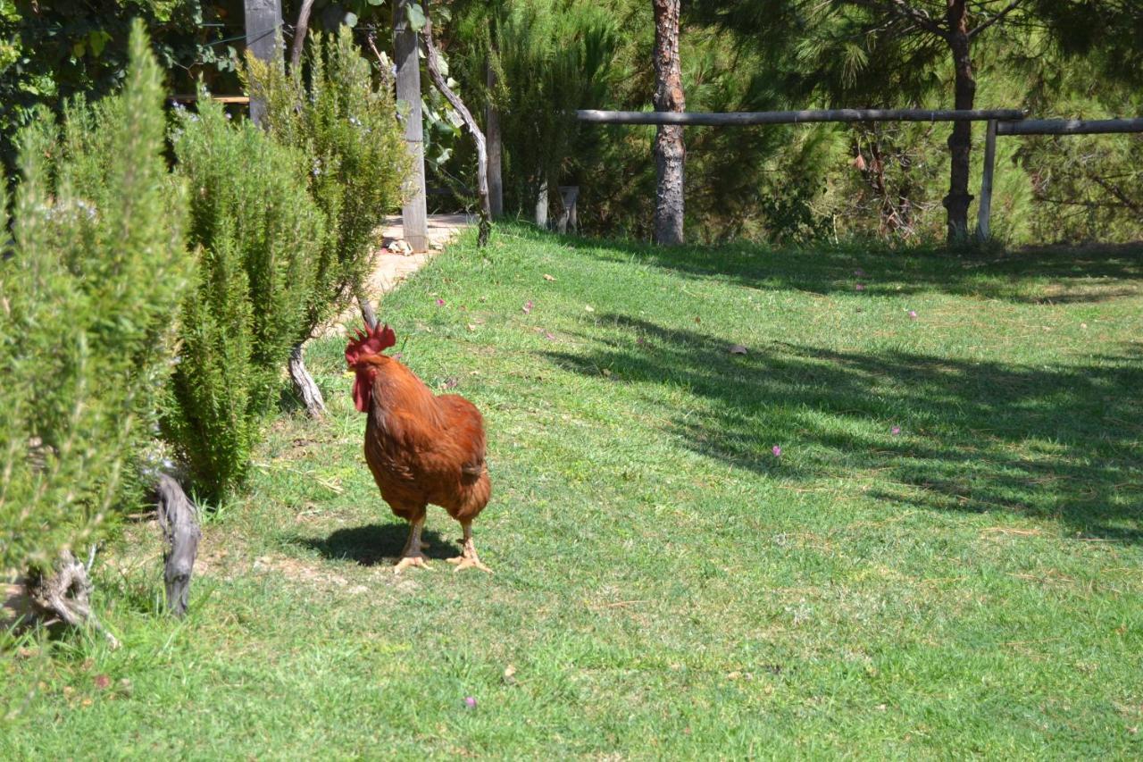 Casa De Campo Vale Do Asno Altura Dış mekan fotoğraf